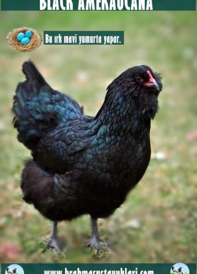 Yeni Civciv Çıkımı 03.03.2023 Brahma Çeşitleri İstanbul Süs TAVUKLARI Black Ameraucana Kuluçkalık Yumurta