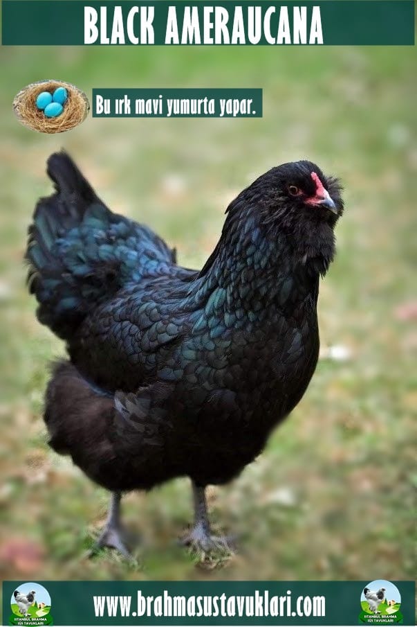 Black Ameraucana Tavuk Özellikleri