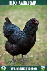 Black Ameraucana Kuluçkalık Yumurta