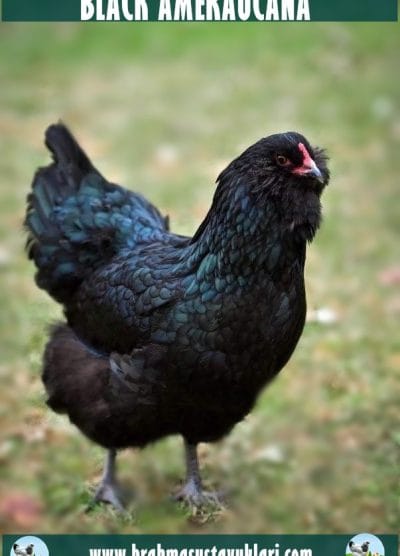 Black Ameraucana Kuluçkalık Yumurta