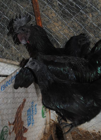 Ayam CEMANİ Kuluçkalık Yumurta