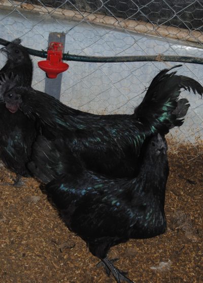 Ayam CEMANİ Kuluçkalık Yumurta