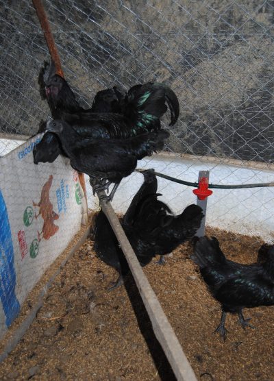 Ayam CEMANİ Kuluçkalık Yumurta