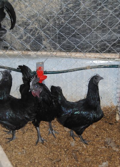 Ayam CEMANİ Kuluçkalık Yumurta