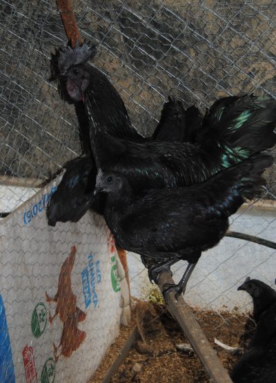 Ayam CEMANİ Kuluçkalık Yumurta