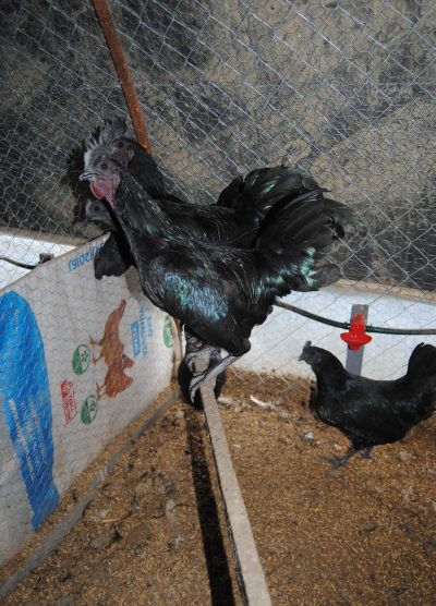Ayam CEMANİ Kuluçkalık Yumurta