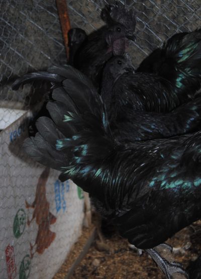 Ayam CEMANİ Kuluçkalık Yumurta