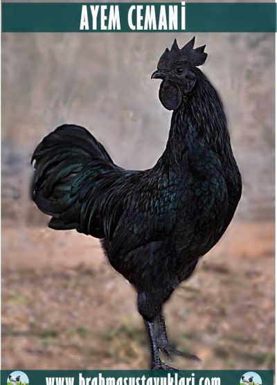 Ayam CEMANİ Kuluçkalık Yumurta