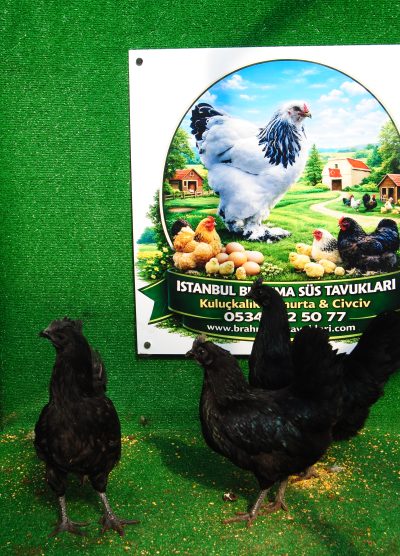 Ayam Cemani Kuluçkalık Yumurta