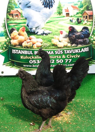Süs Tavukları Kuluçkalık Yumurta Ve Civciv l İstanbul Süs Tavukları İstanbul Süs TAVUKLARI Ayam Cemani Kuluçkalık Yumurta