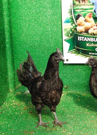 Ayam Cemani Kuluçkalık Yumurta