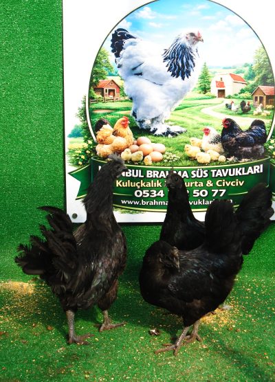 Ayam Cemani Kuluçkalık Yumurta