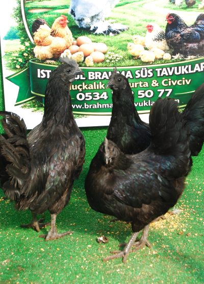 Ayam Cemani Kuluçkalık Yumurta