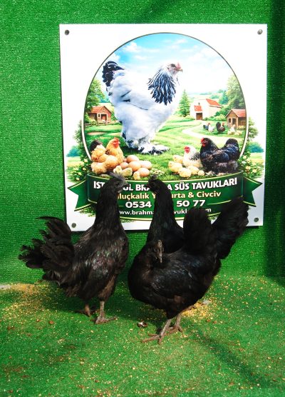 Ayam Cemani Kuluçkalık Yumurta