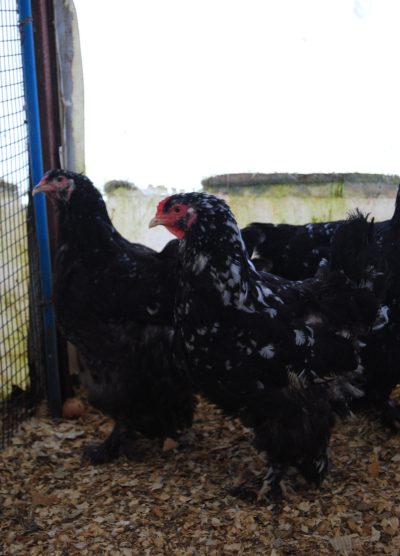 Black Modled Brahma Kuluçkalık Yumurta