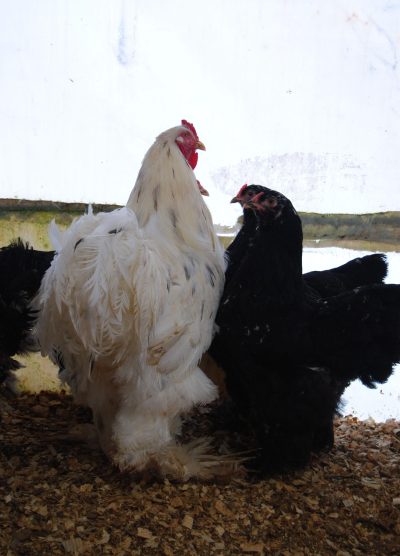 Black Modled Brahma Kuluçkalık Yumurta