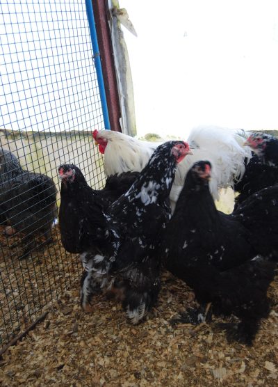 Black Modled Brahma Kuluçkalık Yumurta