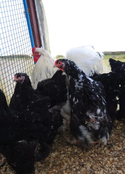 Black Modled Brahma Kuluçkalık Yumurta