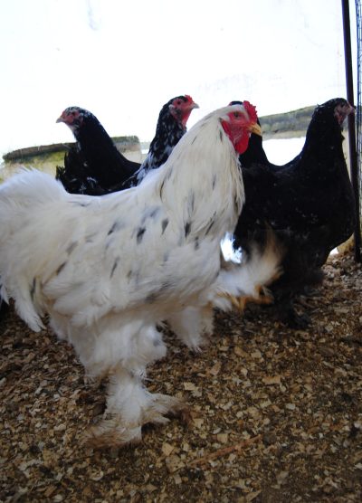 Black Modled Brahma Kuluçkalık Yumurta