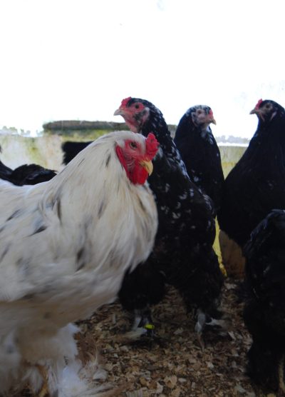 Blue Modled Brahma Kuluçkalık Yumurta