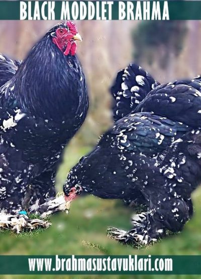 black moddled brahma