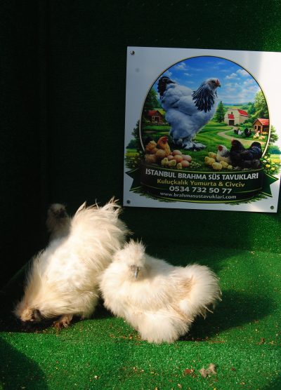 Hollanda Habeş Kuluçkalık Yumurta