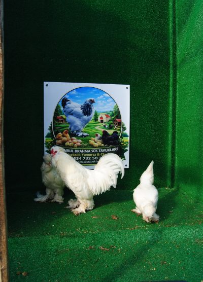 Osmanlı Sultan Kuluçkalık Yumurta