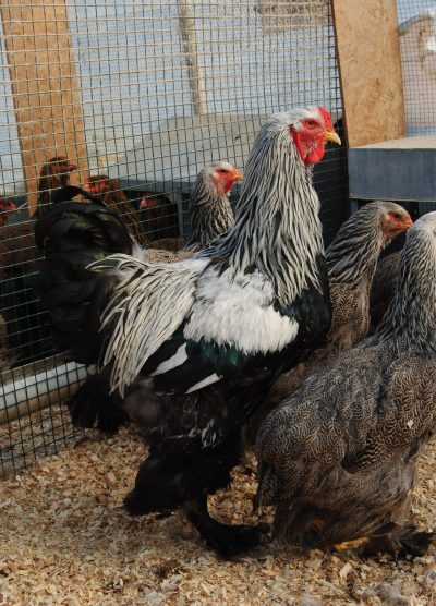 Dark Brahma Kuluçkalık Yumurta