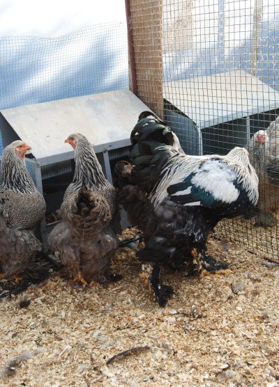 Dark Brahma Kuluçkalık Yumurta