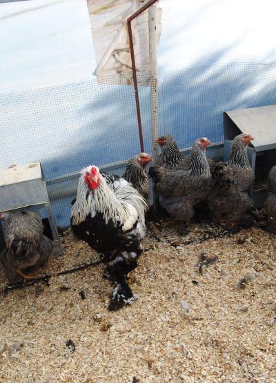 Dark Brahma Kuluçkalık Yumurta