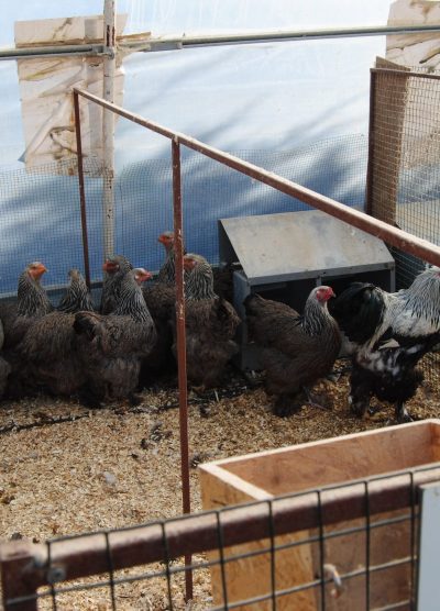 Dark Brahma Kuluçkalık Yumurta