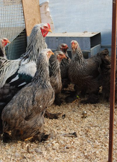 Dark Brahma Kuluçkalık Yumurta