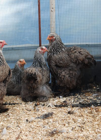 Dark Brahma Kuluçkalık Yumurta