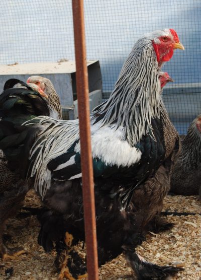 Dark Brahma Kuluçkalık Yumurta