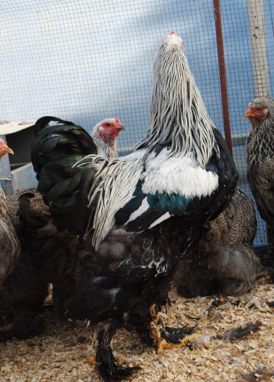 Dark Brahma Kuluçkalık Yumurta