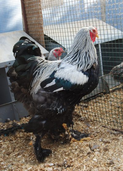 Dark Brahma Kuluçkalık Yumurta