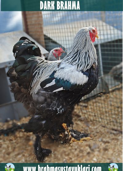 Dark Brahma Kuluçkalık Yumurta