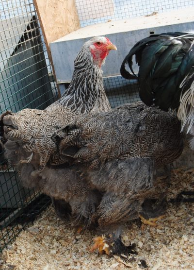 Dark Brahma Kuluçkalık Yumurta