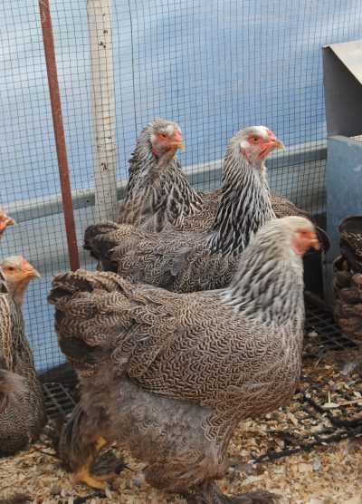 Dark Brahma Kuluçkalık Yumurta