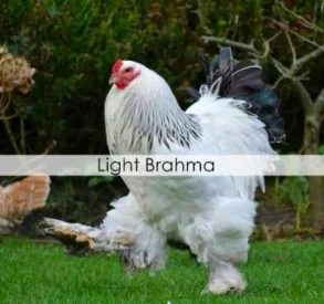 light brahma