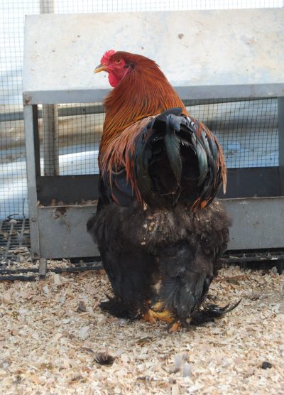 Gold Brahma Kuluçkalık Yumurta