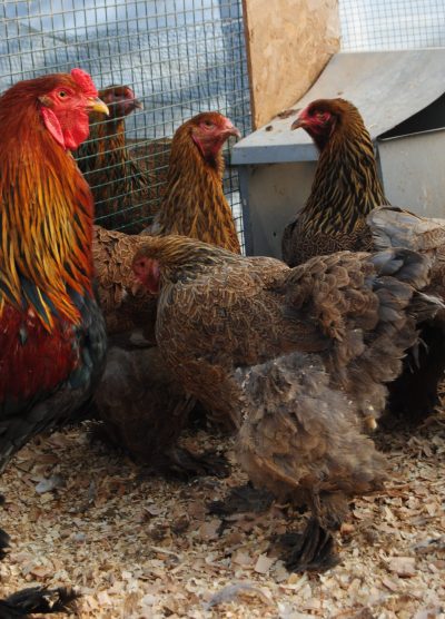 Gold Brahma Kuluçkalık Yumurta