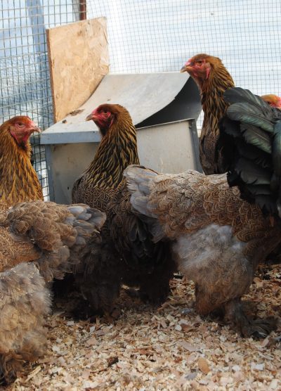 Gold Brahma Kuluçkalık Yumurta