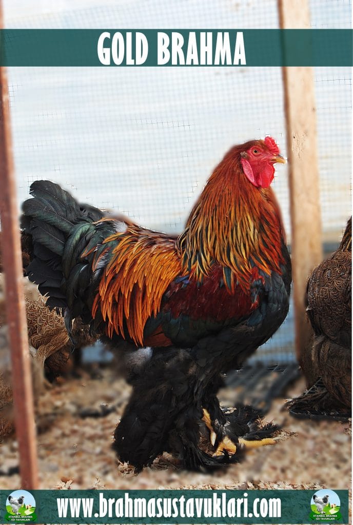 gold brahMa tavuk özellikleri