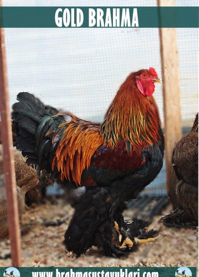 Yeni Civciv Çıkımı 03.03.2023 Brahma Çeşitleri İstanbul Süs TAVUKLARI Gold Brahma Kuluçkalık Yumurta