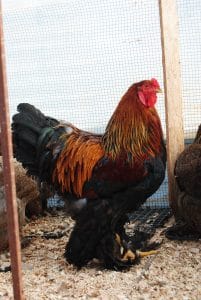 Gold Brahma Kuluçkalık Yumurta