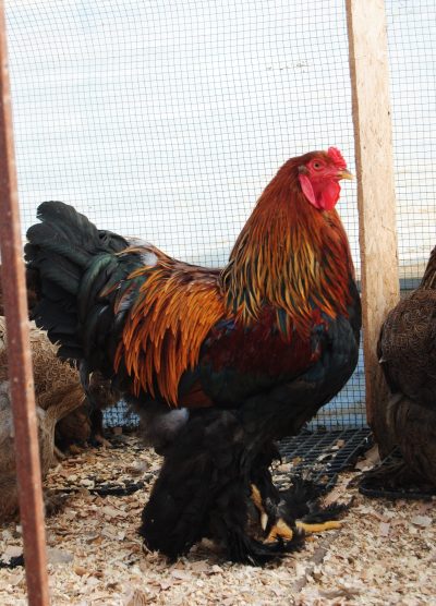 Gold Brahma Kuluçkalık Yumurta