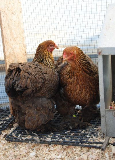 Gold Brahma Kuluçkalık Yumurta