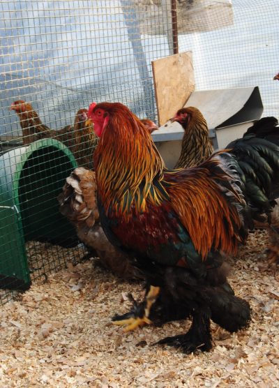 Gold Brahma Kuluçkalık Yumurta