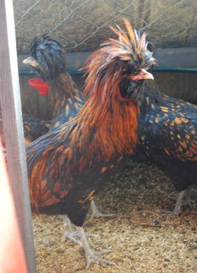 Gold Fizan Kuluçkalık Yumurta